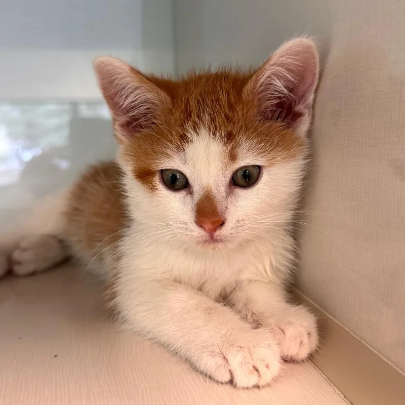 A baby small-sized male Orange / Red Domestic Short Hair cat named Puss In Boots for adoption in Wheeling, IL