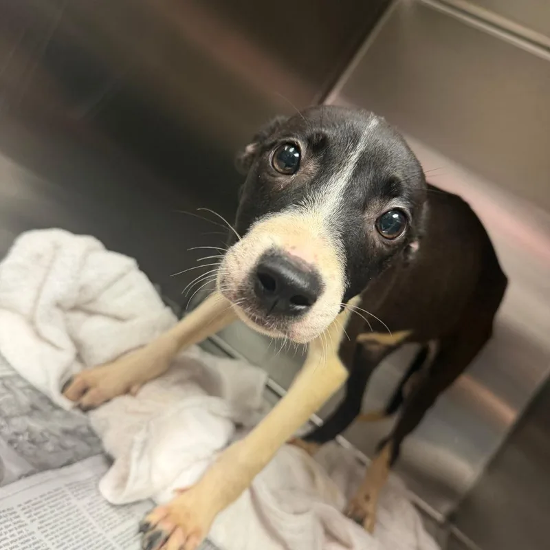 A baby medium-sized female Black Mixed Breed dog named Ruby for adoption in Springboro, OH