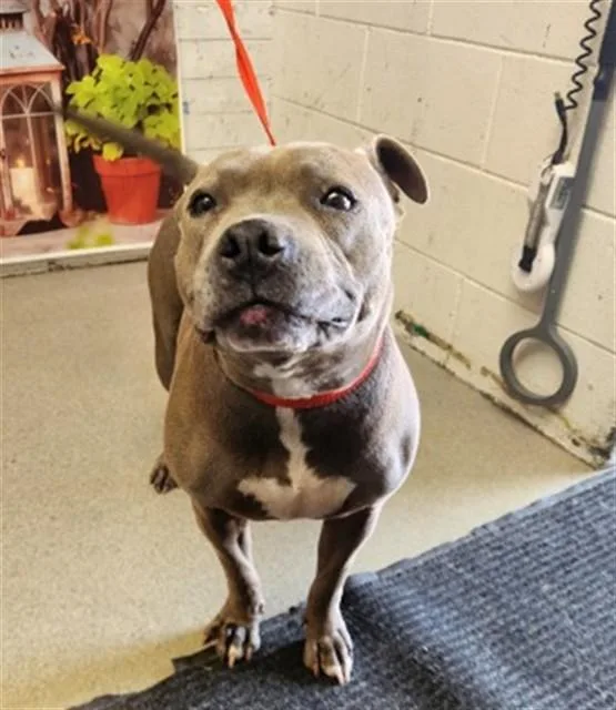 An adult medium-sized female Pit Bull Terrier dog named Libby for adoption in San Bernardino, CA