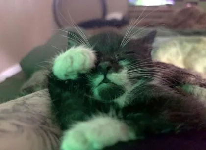 A baby small-sized female Domestic Short Hair cat named Side Part for adoption in Atlanta, GA
