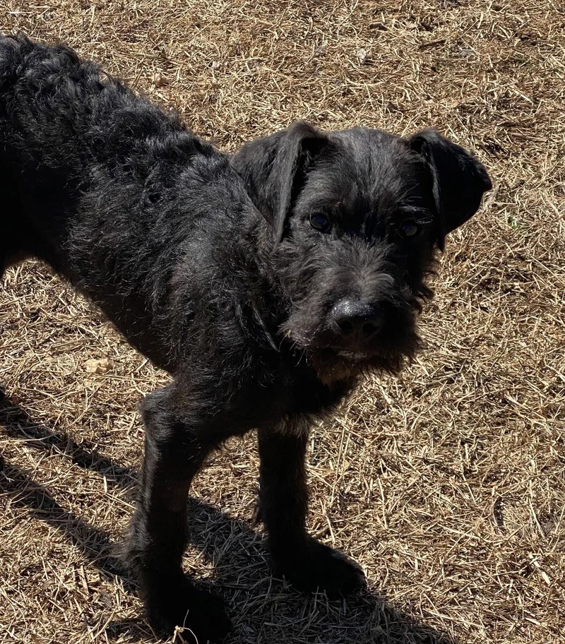 Wayne Thomas thumbnail 2