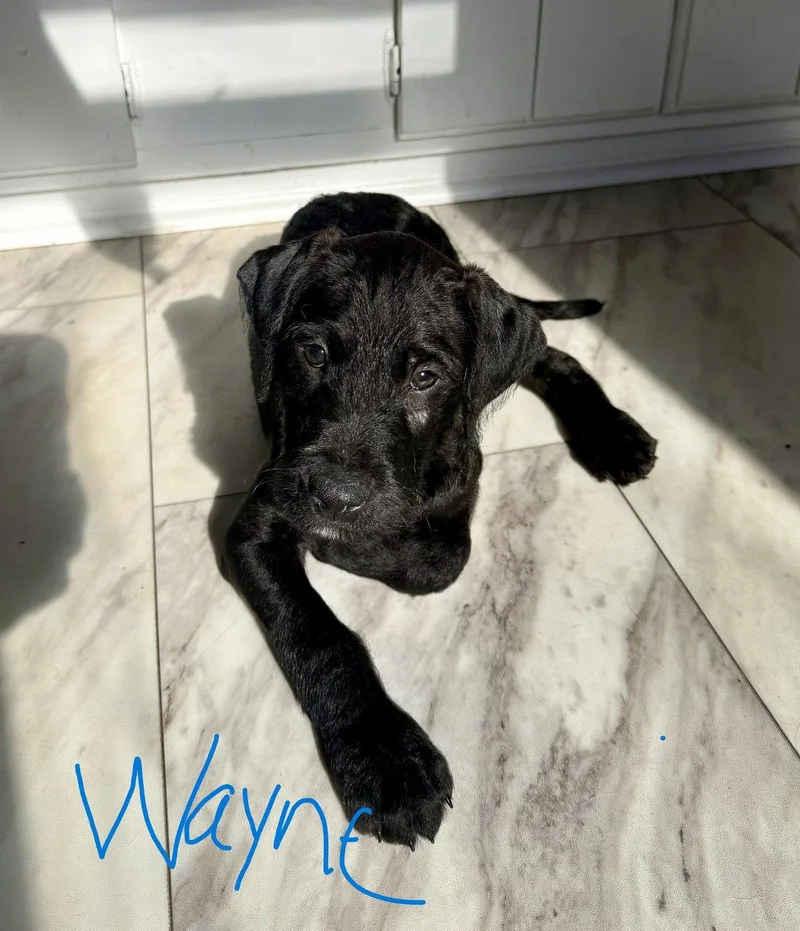 Wayne Thomas thumbnail 4