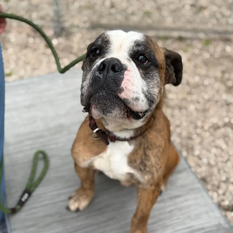 An adult medium-sized male Brown / Chocolate English Bulldog dog named Bravo for adoption in Madison, WI