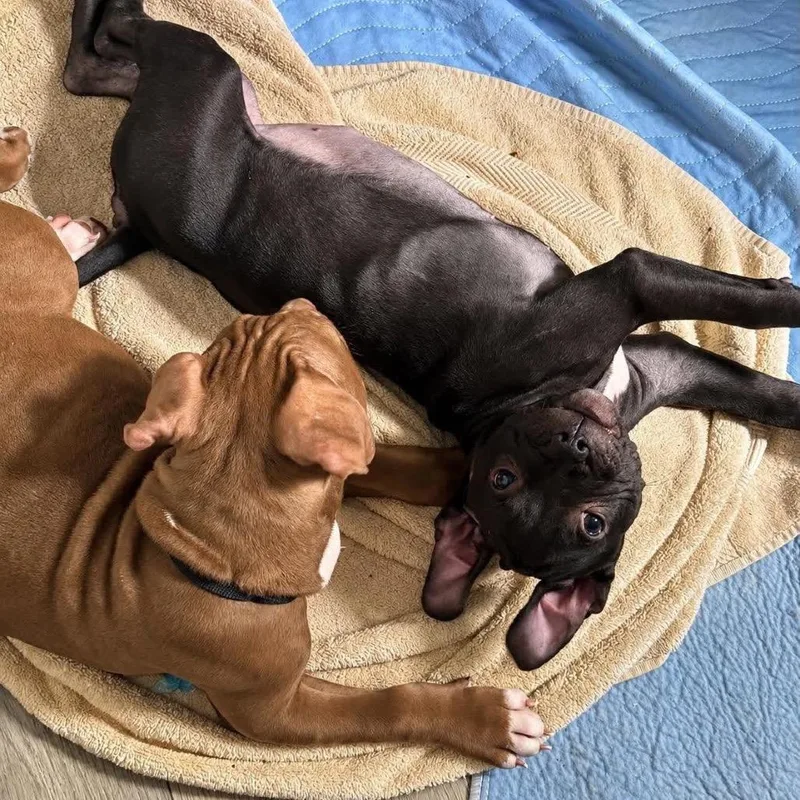 A baby medium-sized male Pit Bull Terrier dog named Cashew for adoption in Tampa, FL