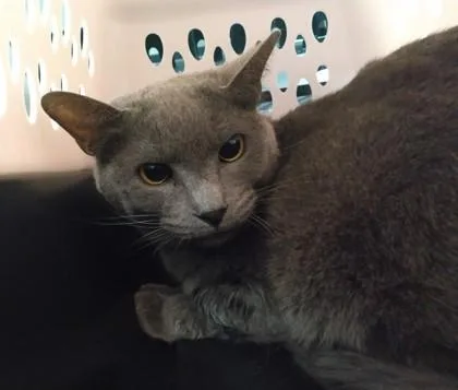 A young small-sized female Domestic Short Hair cat named Genevieve for adoption in Palm Coast, FL