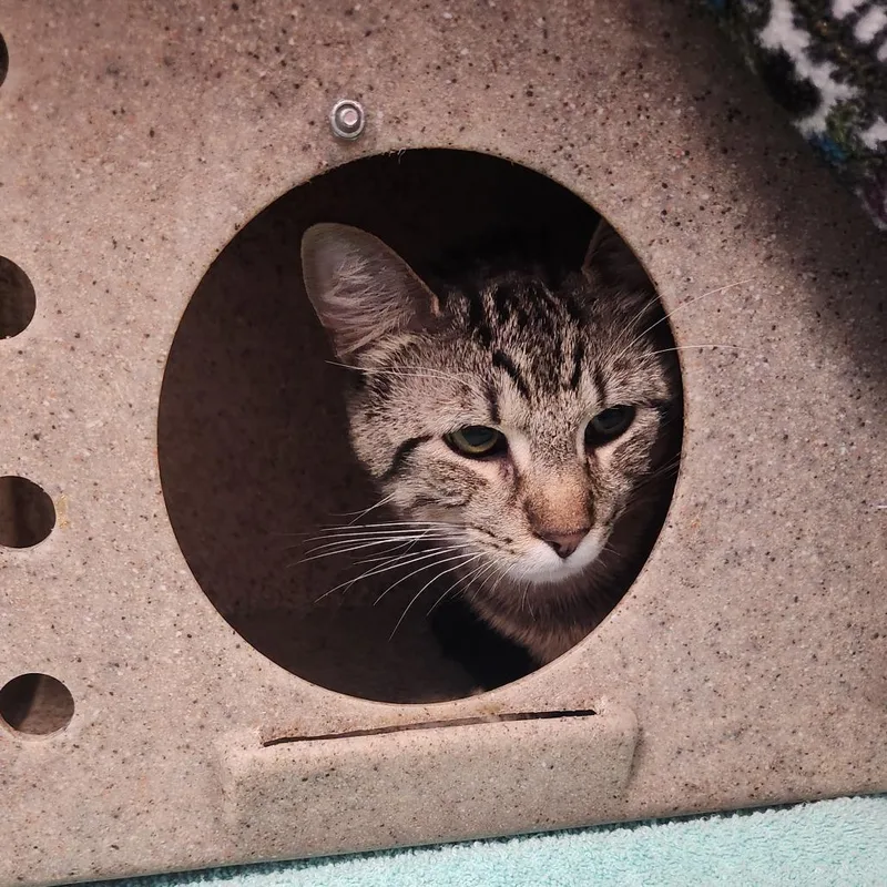 An adult medium-sized male Brown / Chocolate Domestic Short Hair cat named Rufus for adoption in Fort Wayne, IN