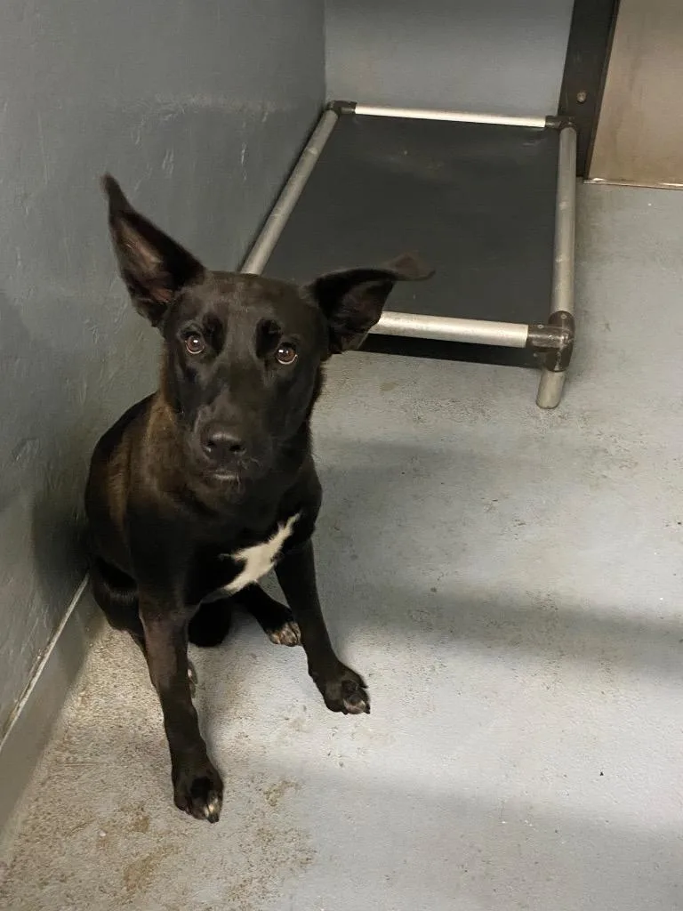 A young medium-sized female Mixed Breed dog named Ember for adoption in Cartersville, GA