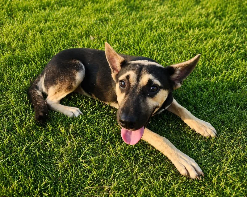 A baby extra large-sized male Shepherd dog named Johnny for adoption in North Syracuse, NY