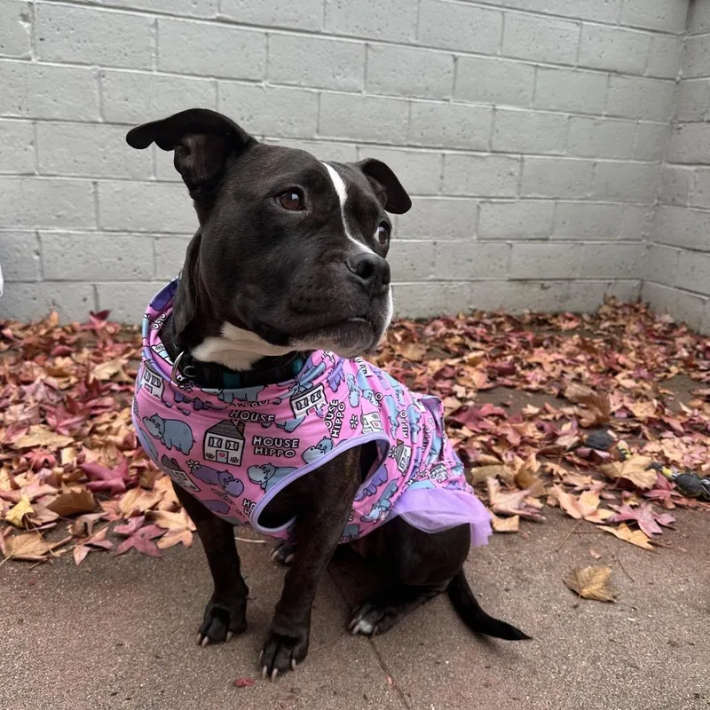 Daisy Boo thumbnail 2