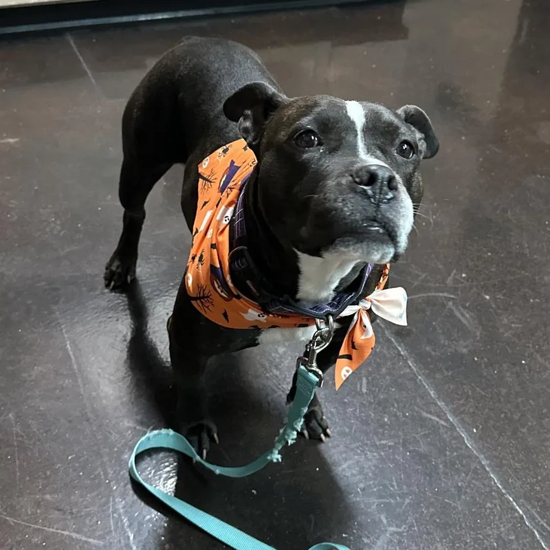 Daisy Boo thumbnail 3