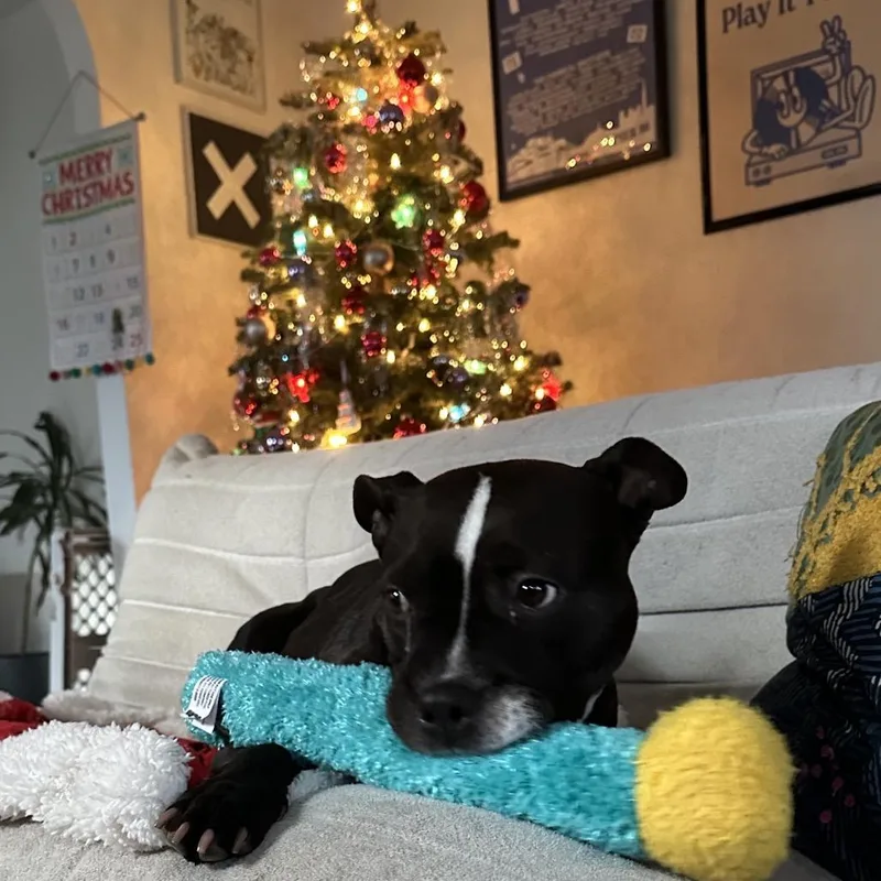 Daisy Boo thumbnail 4