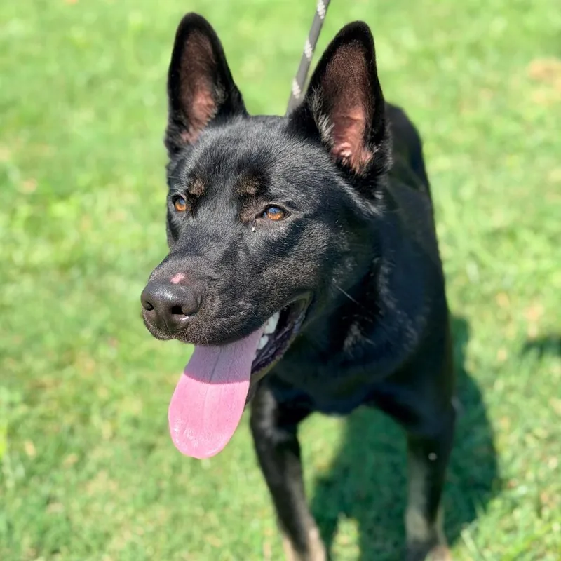 A young medium-sized male Black German Shepherd Dog dog named Coal for adoption in Huntington, WV