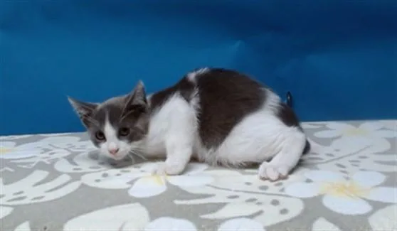 A young medium-sized male Domestic Short Hair cat named Peren for adoption in Gardena, CA