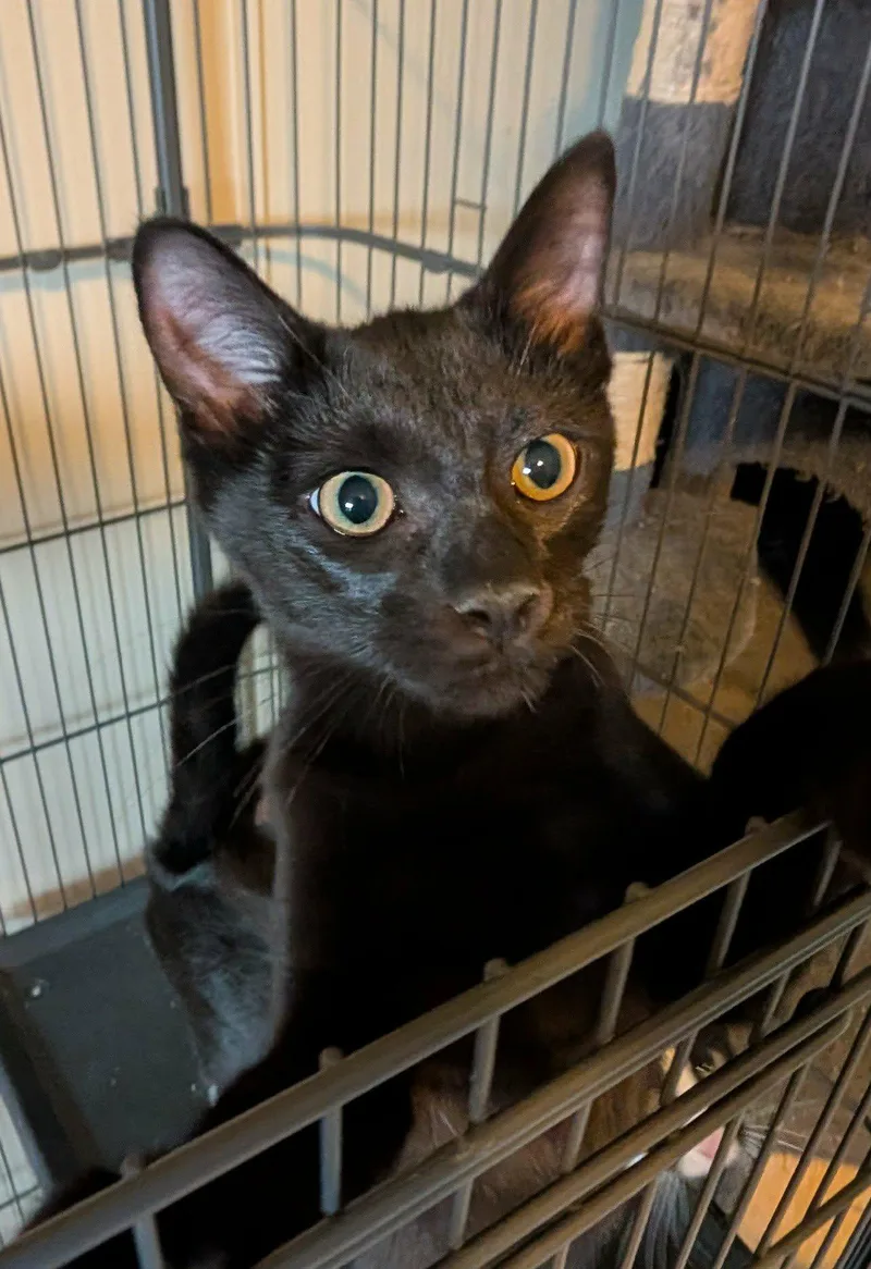 A baby medium-sized male Black Domestic Short Hair cat named Shaggy for adoption in fennville, MI