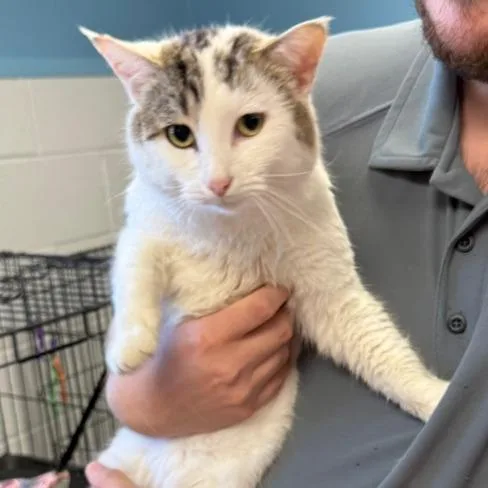 A young medium-sized male Gray / Blue / Silver Domestic Short Hair cat named Memphis for adoption in Edwardsville, IL