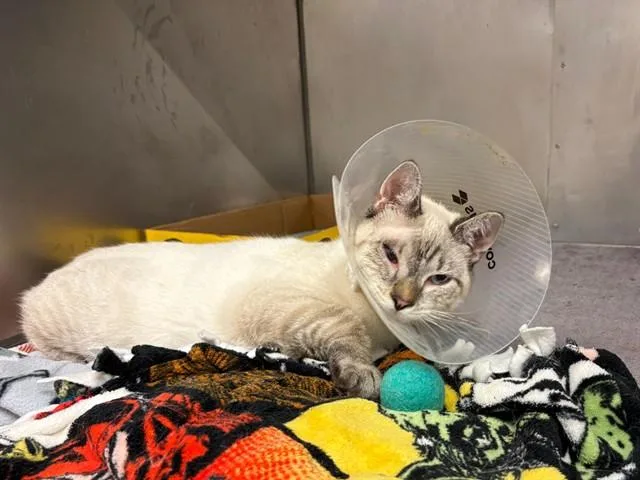 A young small-sized male Domestic Short Hair cat named Cheerio for adoption in Fort Wayne, IN