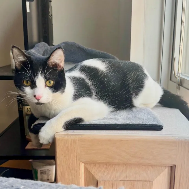 A young medium-sized male Black Domestic Short Hair cat named Slinky for adoption in Washington, DC
