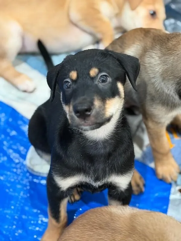 A baby large-sized male Black German Shepherd Dog dog named Carl for adoption in Van Nuys, CA