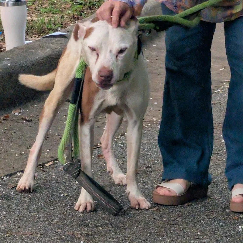 A young medium-sized male White / Cream Mixed Breed dog named StrayMilgenRoad for adoption in Columbus, GA