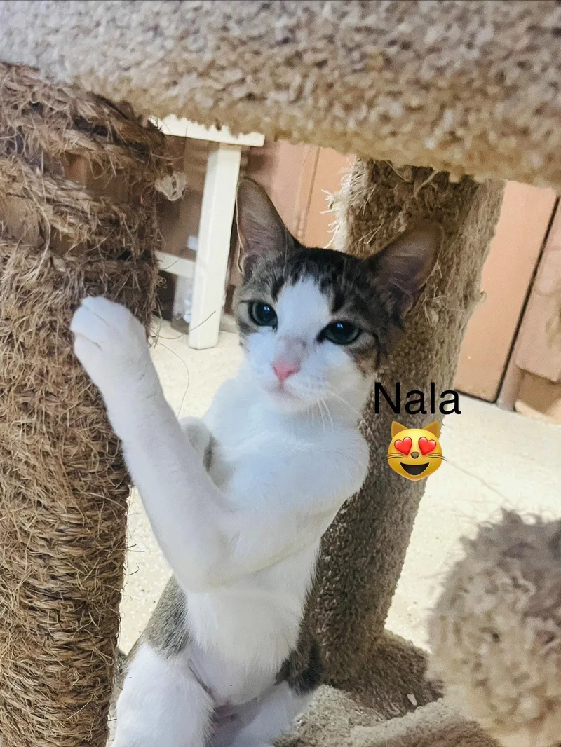An adult medium-sized female Domestic Short Hair cat named Nala for adoption in Phoenix, AZ