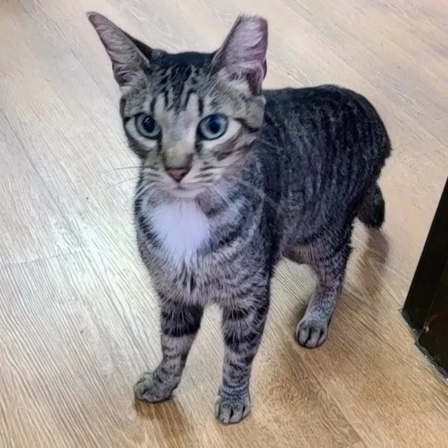 A young medium-sized female Brown / Chocolate Domestic Short Hair cat named Birdie for adoption in Springfield, IL