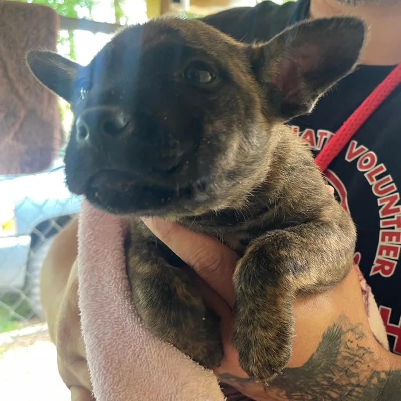 A baby small-sized female Brindle Mixed Breed dog named Leanne for adoption in Valley, AL