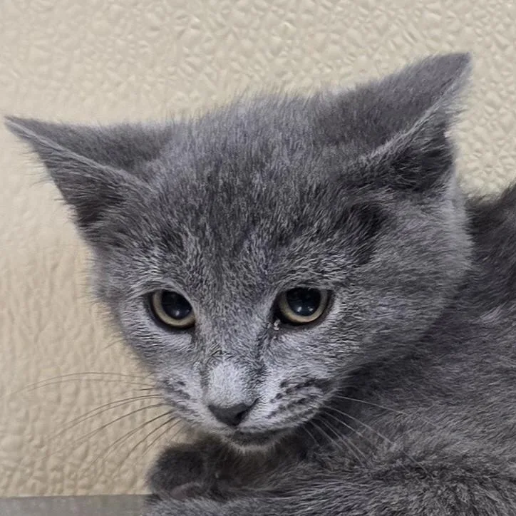 Neko thumbnail 2