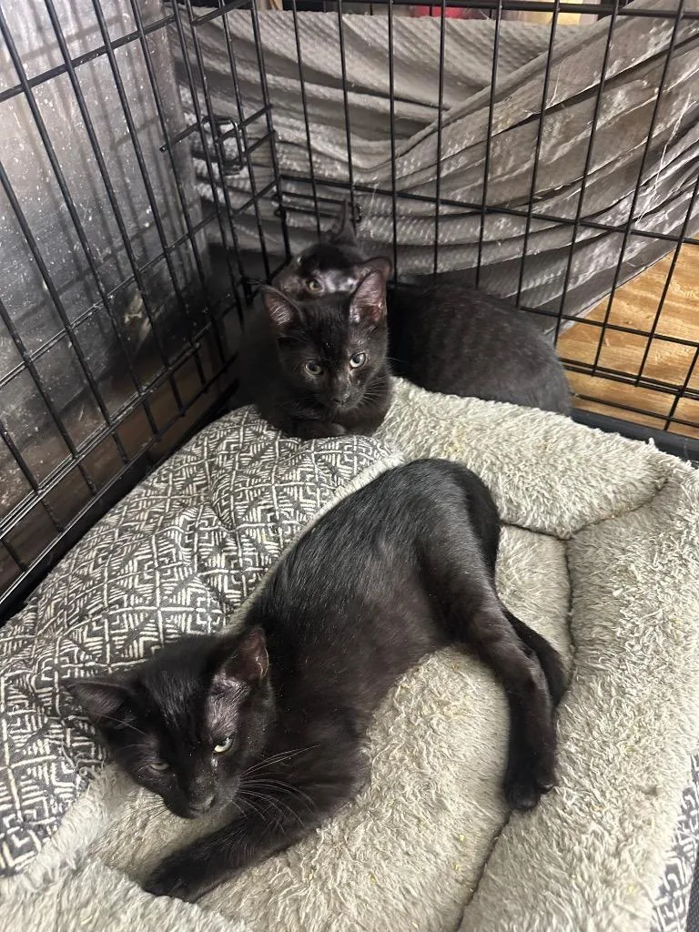 A baby large-sized female Domestic Short Hair cat named Genoa for adoption in warrenville, SC