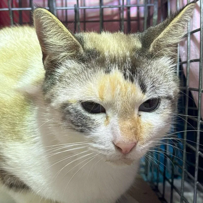 A young medium-sized female Domestic Short Hair cat named Tina for adoption in Escondido, CA