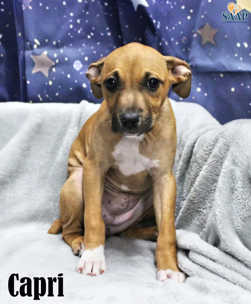 A baby medium-sized female Terrier dog named Capri for adoption in Newport, KY