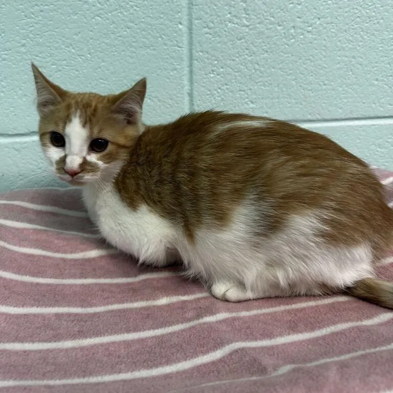 A baby small-sized male Orange / Red Domestic Short Hair cat named Francesco for adoption in Spruce Pine, NC
