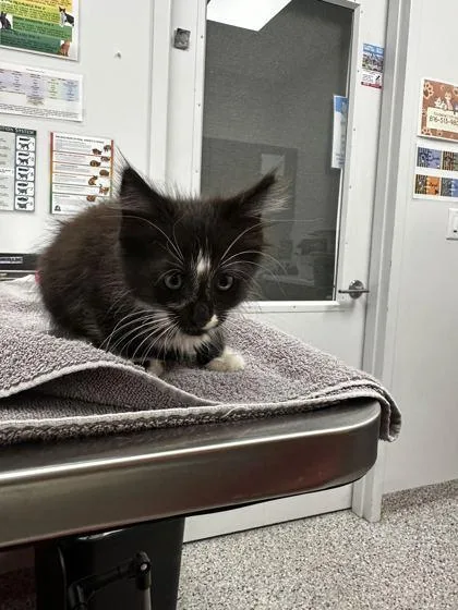 A baby small-sized male Black Domestic Medium Hair cat named Red Bottoms for adoption in Kansas City, MO