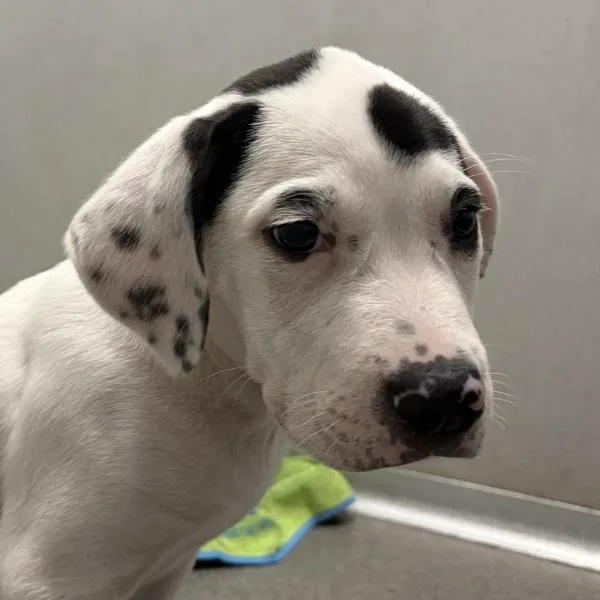 A baby small-sized male Terrier dog named Marshall for adoption in Des Moines, IA