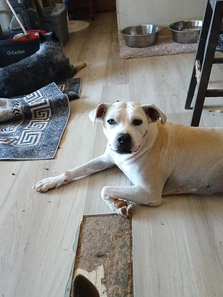 A young medium-sized female Pit Bull Terrier dog named Gemma for adoption in Pahrump, NV