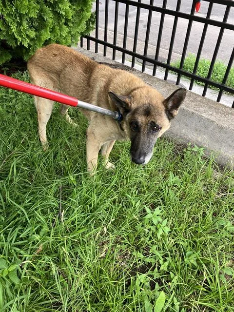 A senior large-sized male German Shepherd Dog dog named Clarence for adoption in Dallas, TX