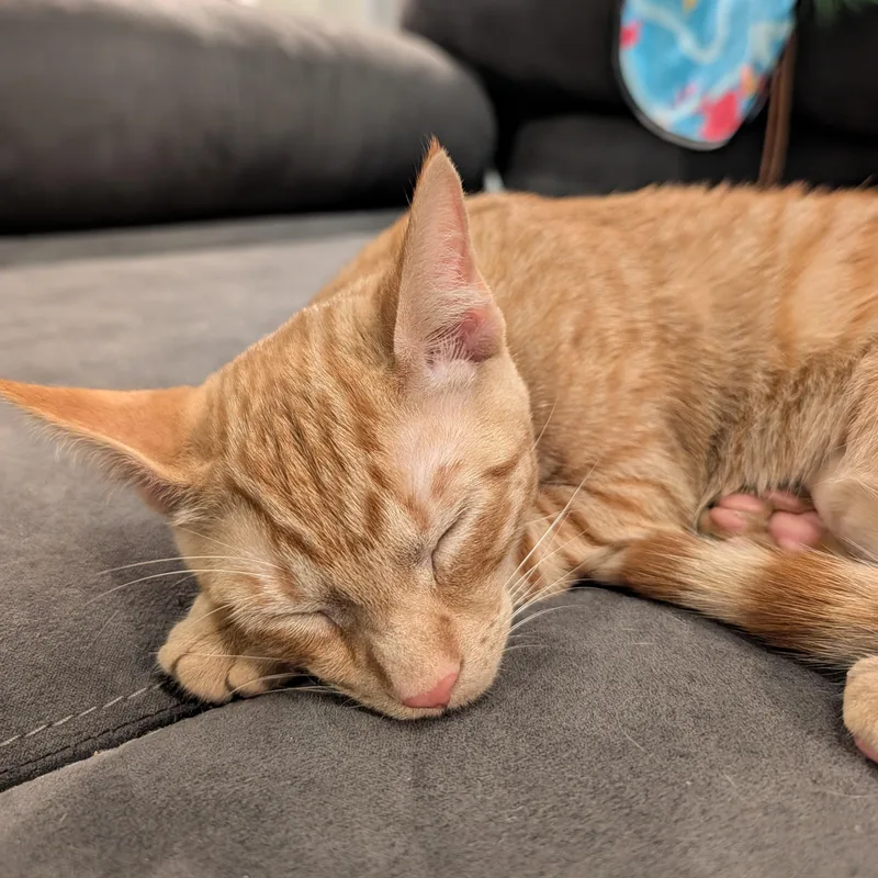 A baby small-sized male Orange & White Domestic Short Hair cat named Peanut for adoption in Melrose, MA