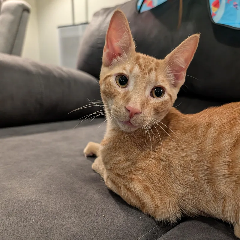 Peanut thumbnail 2