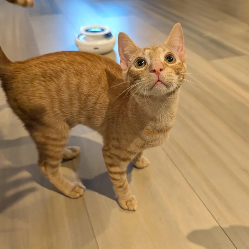 Peanut thumbnail 3