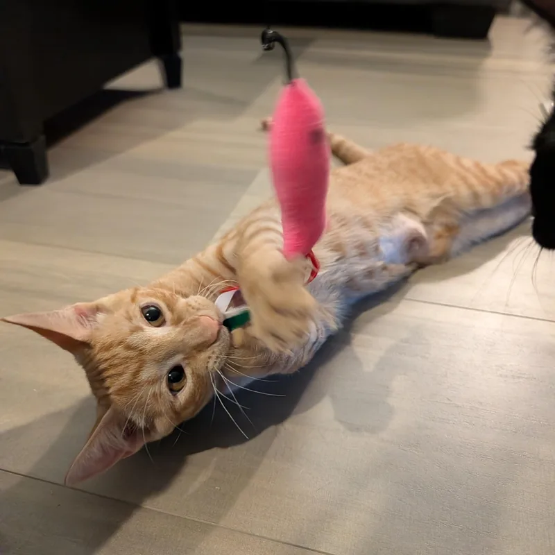 Peanut thumbnail 4