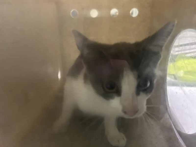 A baby small-sized male Domestic Short Hair cat named Haaland for adoption in Los Angeles, CA