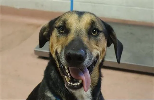 A young large-sized male Mixed Breed dog named Koopa for adoption in Columbia, SC