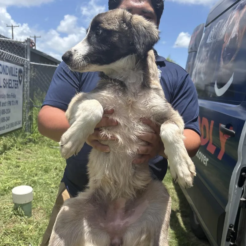 A young medium-sized female White / Cream Mixed Breed dog named Berry Princess for adoption in Austin, TX