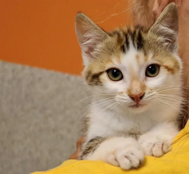A baby small-sized female Domestic Short Hair cat named Buttercup for adoption in San Luis Obispo, CA