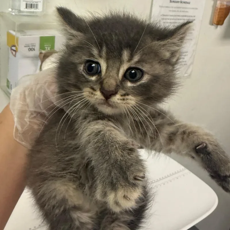 A baby small-sized female Gray / Blue / Silver Domestic Medium Hair cat named Christmas for adoption in Charleston, WV