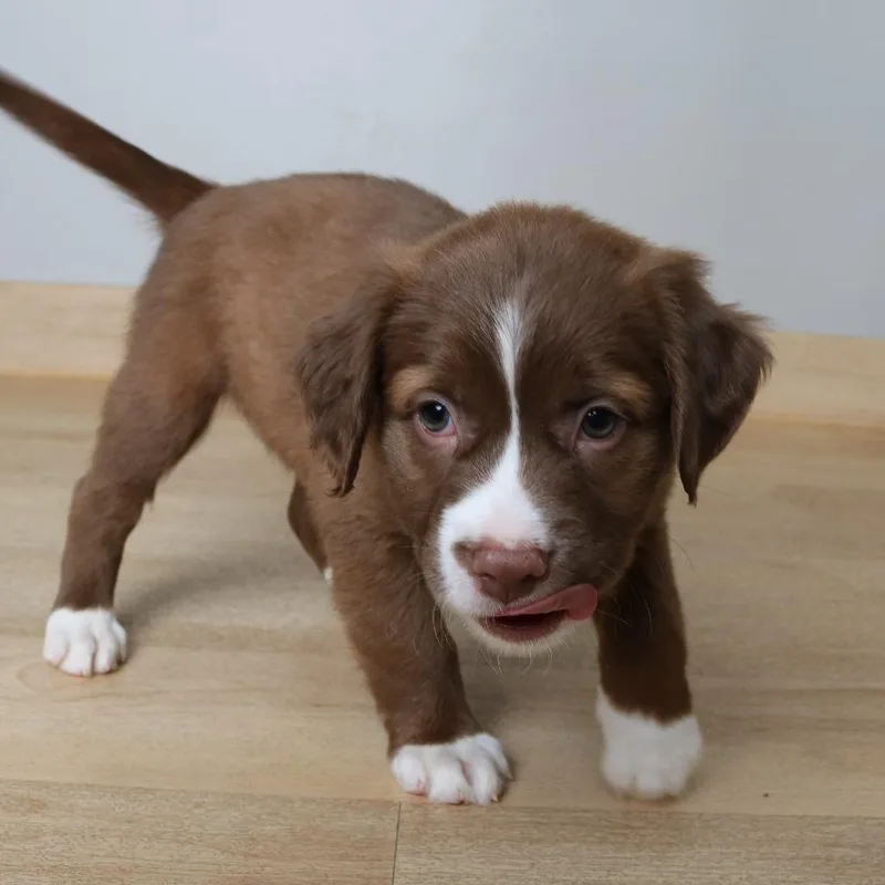 A baby small-sized male Brown / Chocolate Spaniel dog named Boogie D for adoption in Minnetonka, MN