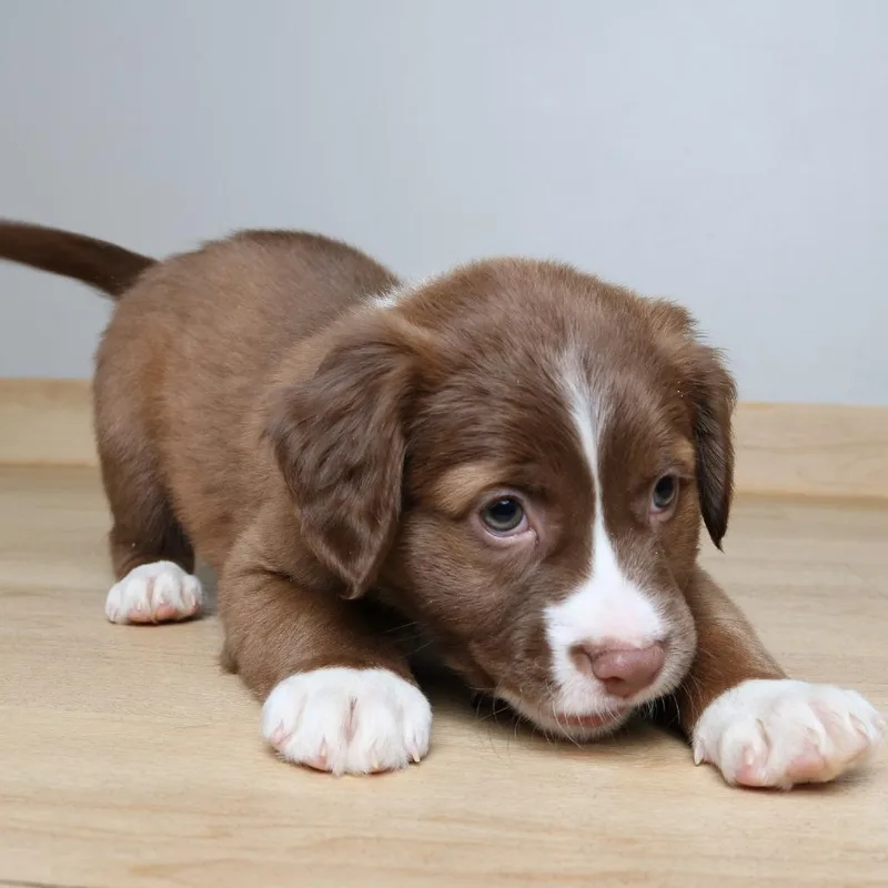 Boogie D thumbnail 2