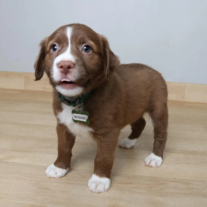 Boogie D thumbnail 4