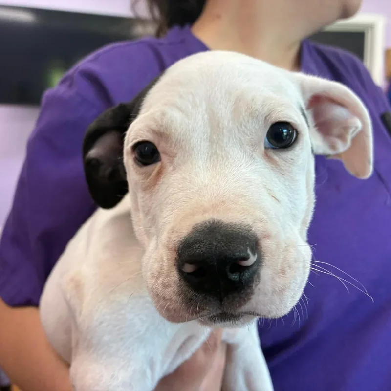 A baby small-sized male Black Pit Bull Terrier dog named Fig Jam for adoption in Northbrook, IL