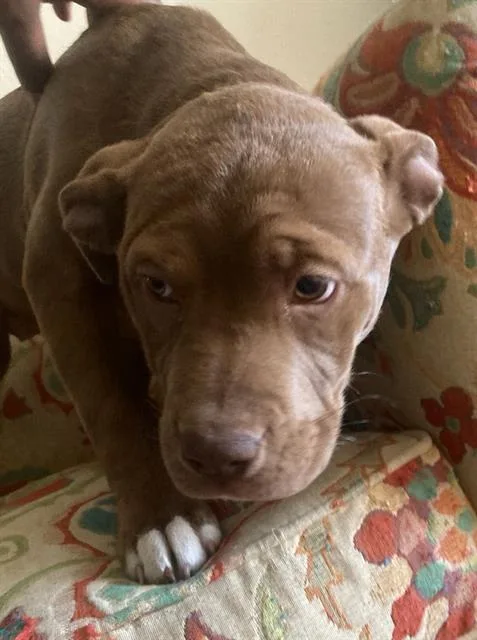 A young large-sized male Mixed Breed dog named Junior for adoption in Dallas, TX