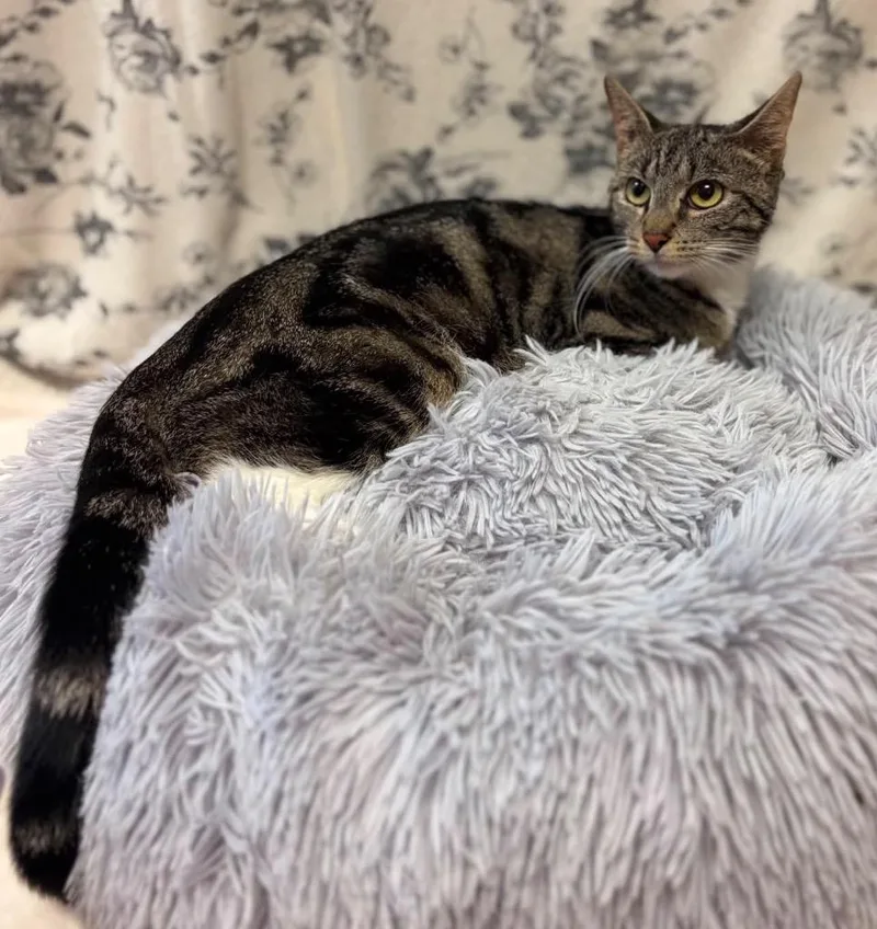 A young medium-sized female Domestic Short Hair cat named Ms. Jackson for adoption in Wintersville, OH